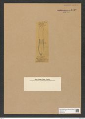 Nitzschia sp. (de-Toni-Nr.: Genus 47) Zeichnungen Sammlung Grunow Nr. 4419 (NHMW-BOT-W0379705)